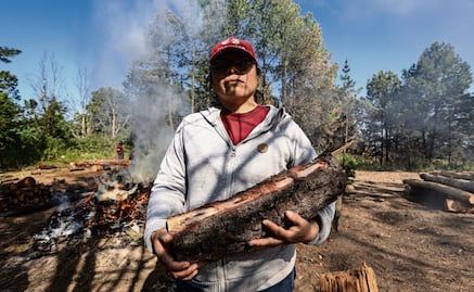 FOTOS: Detectan plaga en el bosque de Milpa Alta