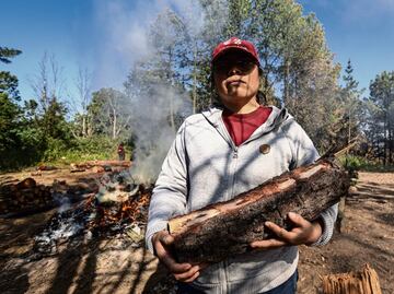 FOTOS: Detectan plaga en el bosque de Milpa Alta