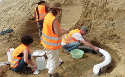 Hallan restos de mamut que vivió hace un millón de años