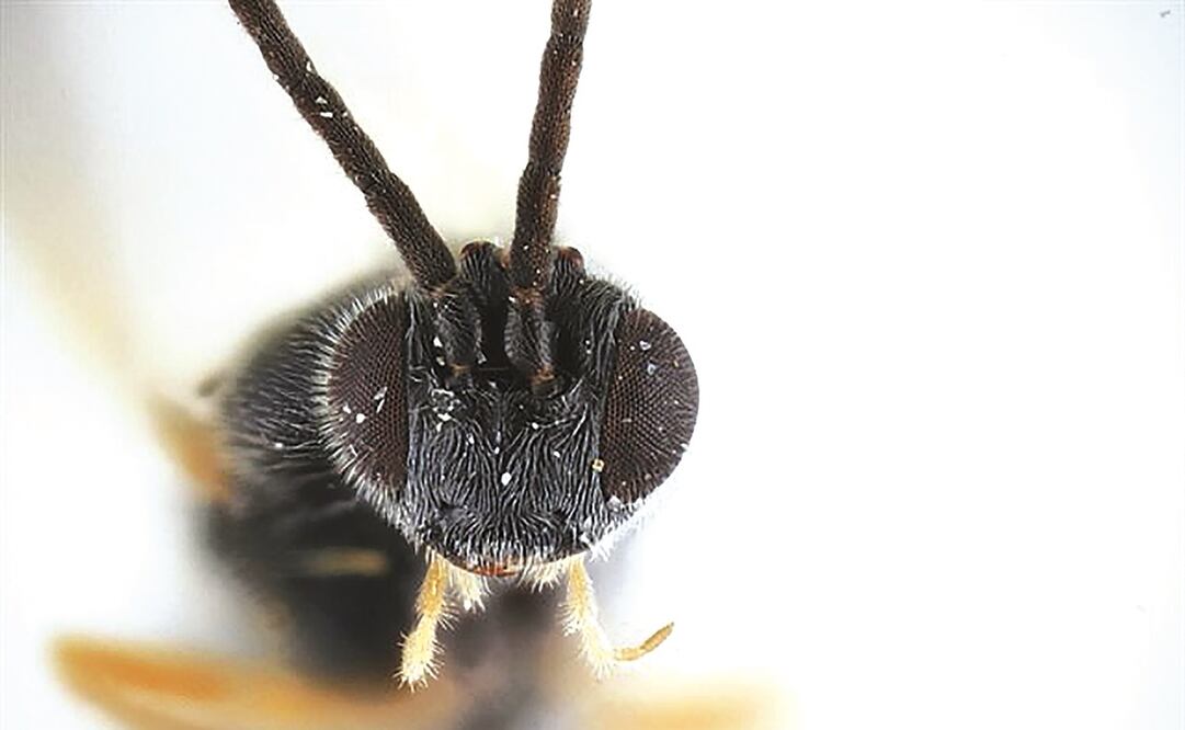 Foto: Archivo / EL UNIVERSAL