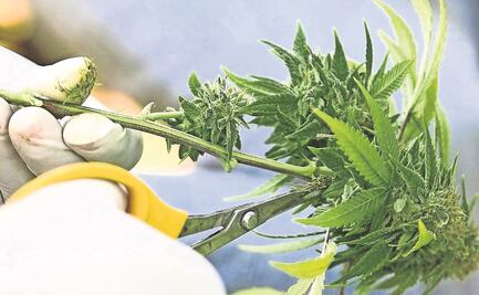 Aprueban en comisiones dictamen sobre regulación de la marihuana