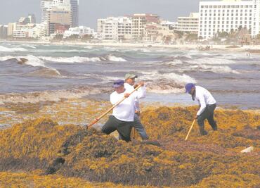 Encuentro internacional por sargazo reunirá a 12 países en Cancún