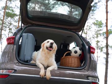 Qué hacer para que los perros no orinen las llantas del auto
