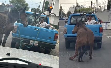 VIDEO: Amarran a mula y la arrastran en una camioneta; acusan maltrato animal