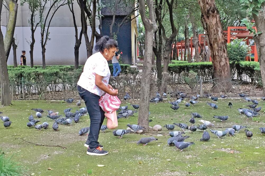 Rosa Guillén alimenta con pan molido a las palomas de Tlatelolco todos los días; cuenta que le gusta imaginar que las almas de los jóvenes que murieron el 2 de octubre de 1968 en la Plaza de las Tres Culturas viven en las aves. Foto: PERLA MIRANDA.