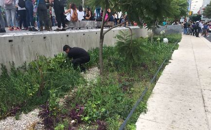 Autoridades de CDMX investigarán siembra de marihuana en Monumento a la Madre