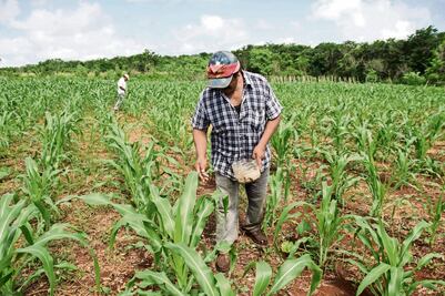 Preparan lucha legal en SCJN por transgénicos