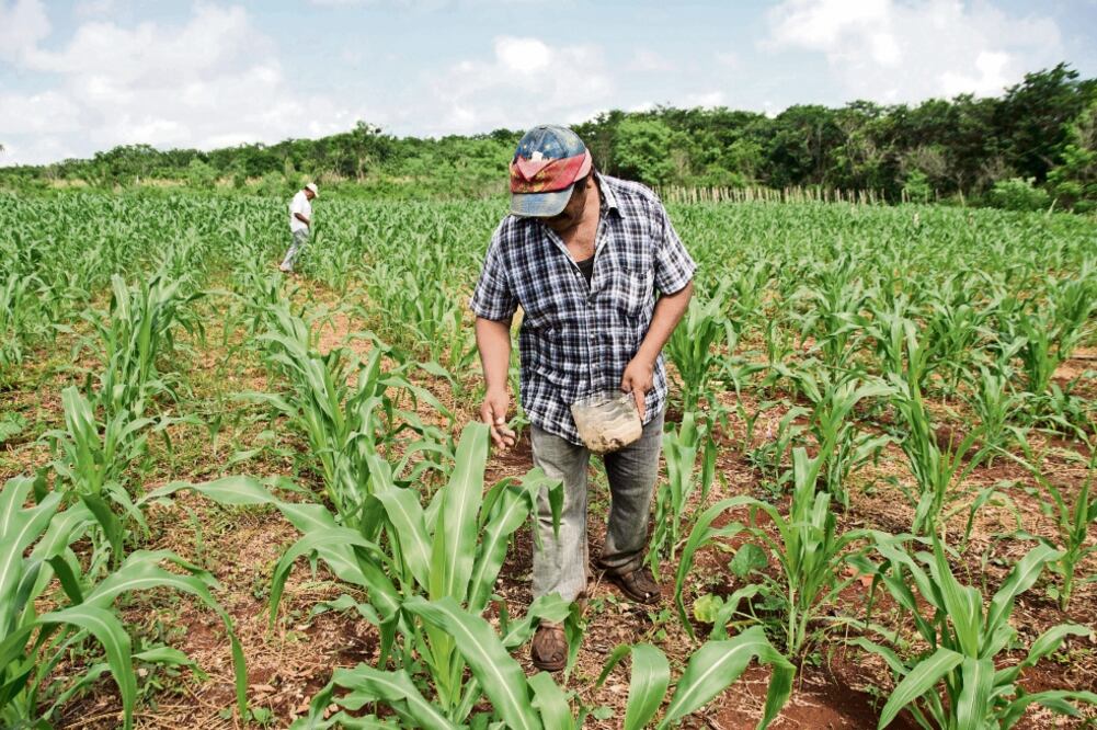 El Decreto 418, que deja al estado libre de transgénicos, se publicó en octubre. (CUAUHTÉMOC MORENO. EL UNIVERSAL)