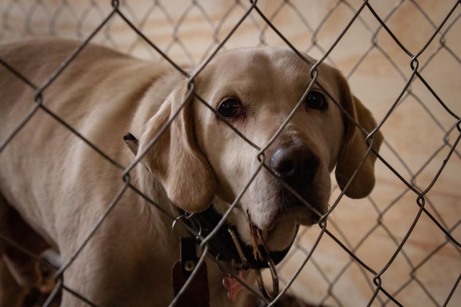 Brigada de Vigilancia Animal está en condiciones para recibir perros del albergue de GAM, afirma Brugada. (Foto: Santiago Reyes/ EL UNIVERSAL)