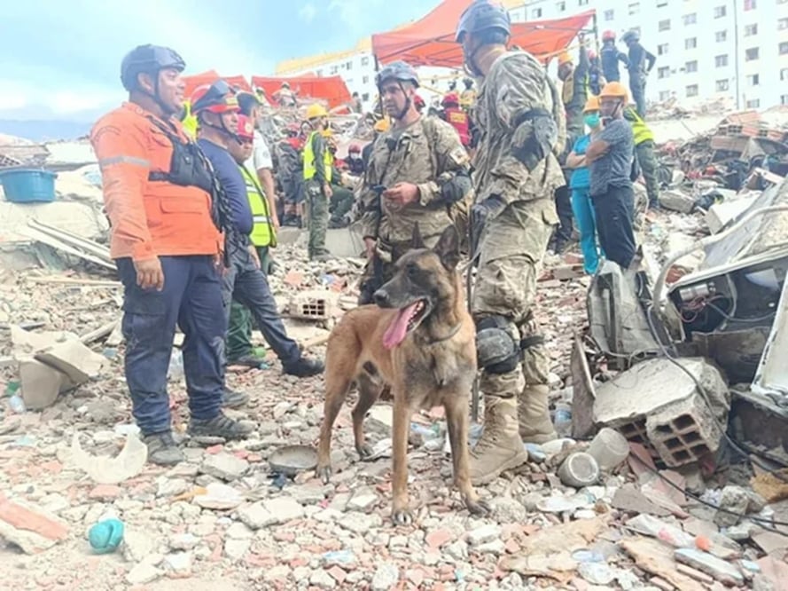 Bart, el perro rescatista argentino que ayudó a salvar a dos niños atrapados bajo los escombros. FOTO: AGENCIAS