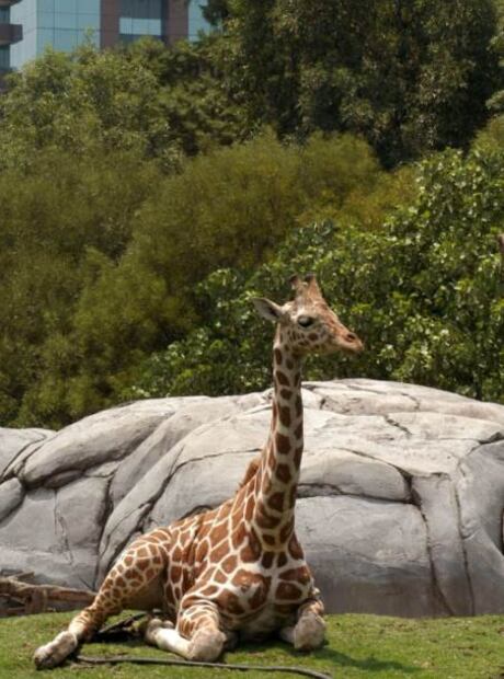 El Bosque de Chapultepec, considerado el mejor parque urbano del mundo