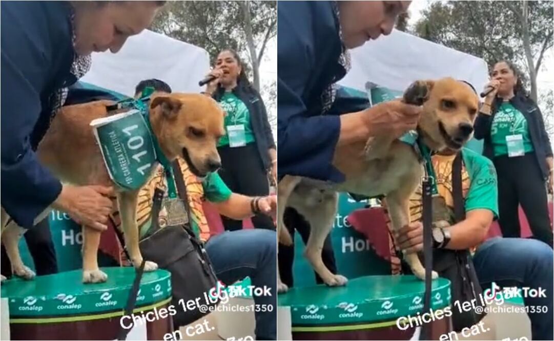 El video del lomito recibiendo la medalla se volvió viral en redes sociales. Foto: TikTok. @elchicles1350