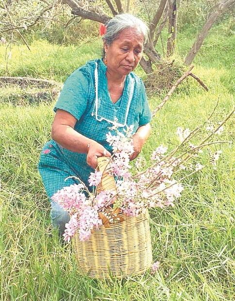 Tamales de cuchunuc, delicia de Cuaresma