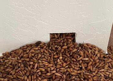 Hombre pica la pared de su casa para erradicar plagas y lo que encuentra es realmente sorprendente