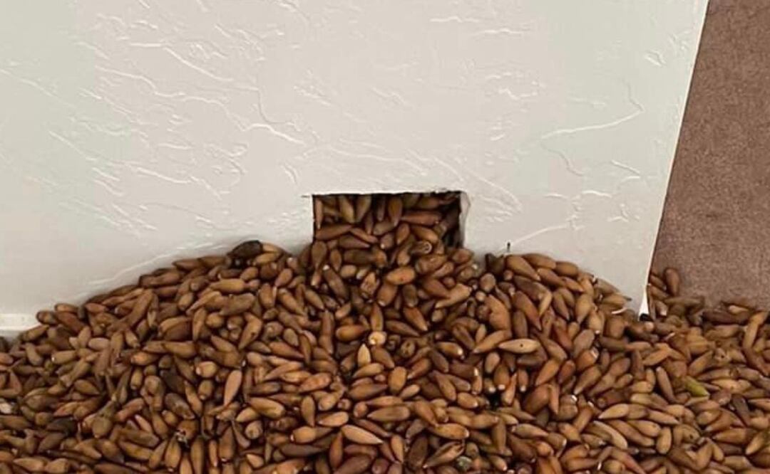 Un pájaro hizo un increíble acopio de 320 kilos de bellotas. Foto: Facebook Nick’s Extreme Pest Control