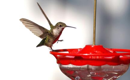 ¿Cómo hacer néctar para colibríes? Conoce la manera correcta de preparar el alimento de estas aves