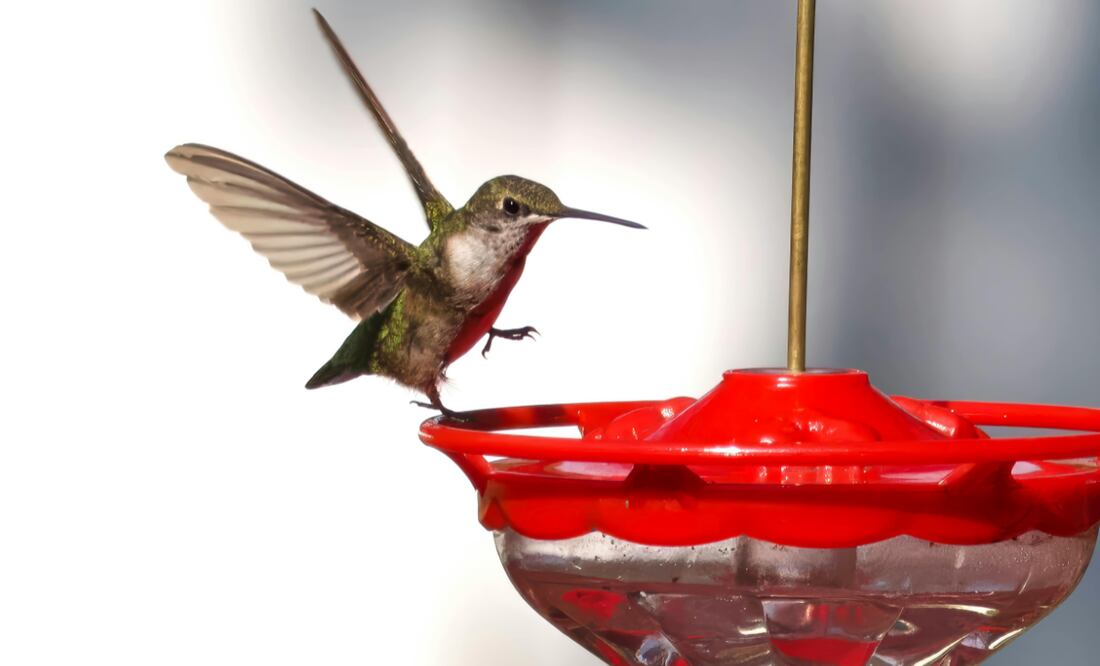 Conoce la manera correcta y adecuada de preparar este alimento para los colibríes. Foto: Canva