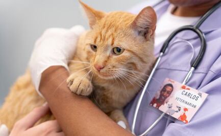 ¿Qué hacer si mi gato tiene diarrea, según experta?