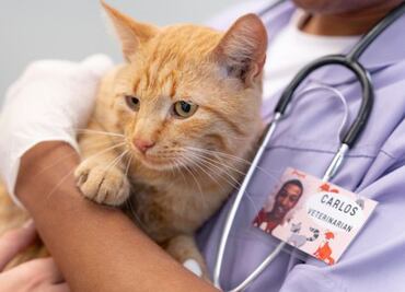 ¿Qué hacer si mi gato tiene diarrea, según experta?