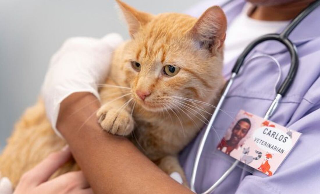 ¿Qué hacer si tu gato tiene diarrea?. Fuente: Freepik.