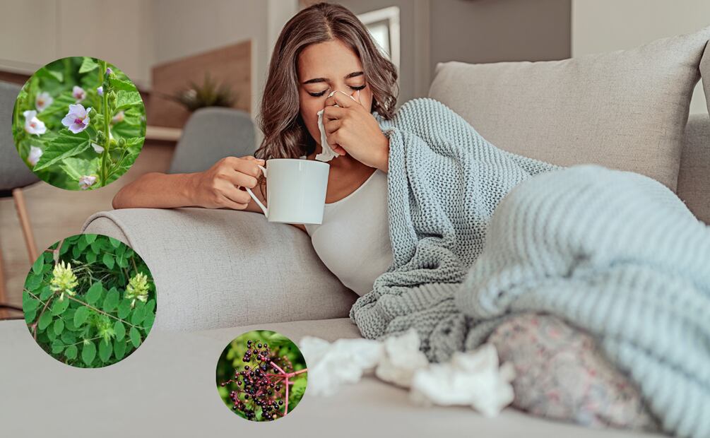 Descubre los beneficios de esta planta medicinal para bajar de peso
Foto: Captura de pantalla