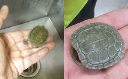 ¿Cómo llegó ahí? Personal del Metro rescata a tortuguita que caminaba entre las vías de la estación Normal de la Línea 2