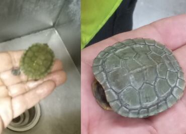 ¿Cómo llegó ahí? Personal del Metro rescata a tortuguita que caminaba entre las vías de la estación Normal de la Línea 2