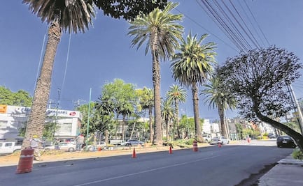 Sedema prevé sustituir 5 mil árboles enfermos