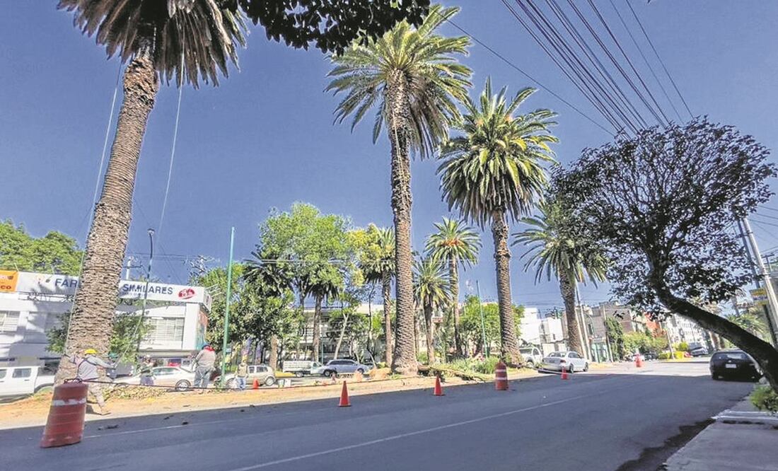 De acuerdo con la Secretaría de Medio Ambiente, hay 3.5 millones de árboles y 15 mil palmeras en la capital, de los cuales 30% tienen algún tipo de plaga o enfermedad. Foto: Especial.