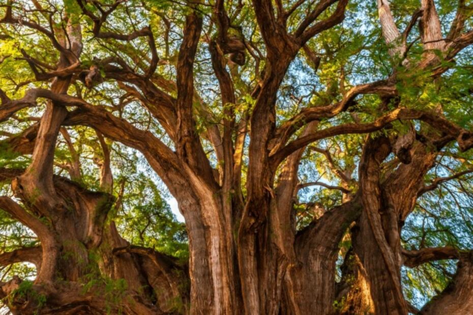 Árbol de ahuehuete. Foto: Especial