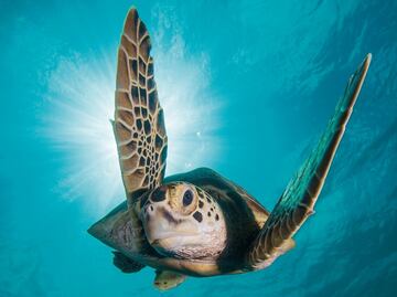 5 species threatened by the illegal wildlife trade