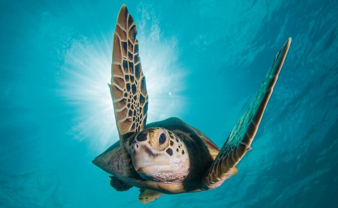 A green turtle - Photo: Jason Isley/EL UNIVERSAL