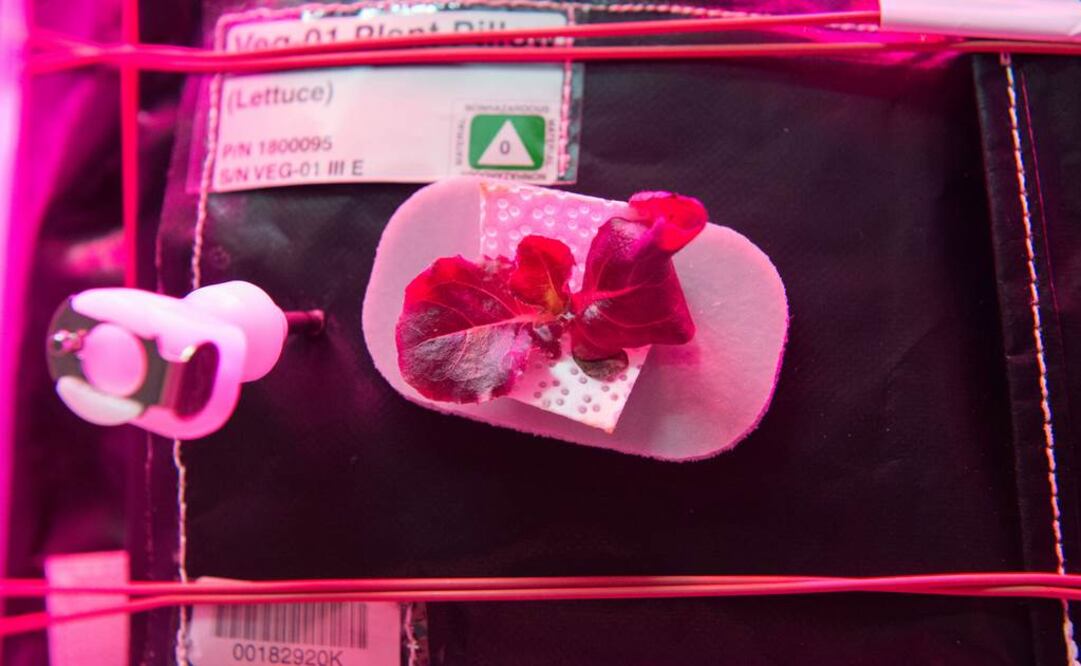 Fue cultivada en la Estación Espacial Internacional . Foto: NASA