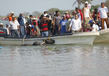 Tras trifulca, pobladores celebran embalse de toros en Tlacotalpan