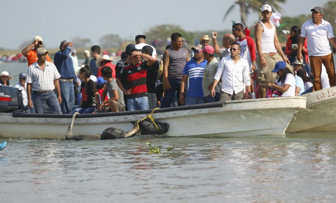 La celebración consiste en obligar a seis toros de raza cebú a adentrarse en las aguas del Papalopan para que crucen a la otra orilla (Foto: Patricia Morales / EL UNIVERSAL)