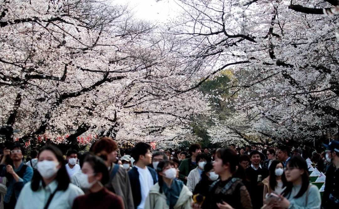 En Japón, a la tradición de celebrar la floración de los cerezos se le llama "hanami". Foto: Behrouz Mehri. AFP