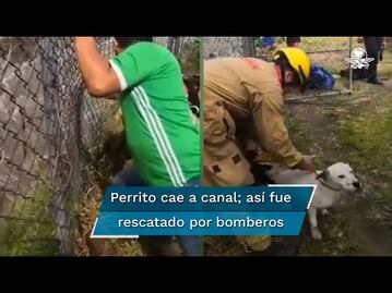 Así fue el rescate de un lomito que fue arrastrado por la corriente de un canal en Zapopan