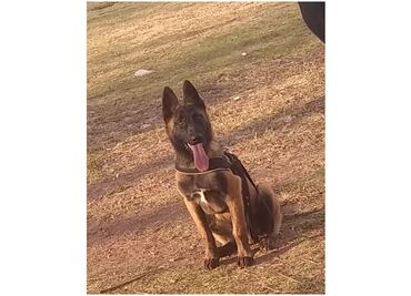 Apuñalan a Rocko, perrito policía que intentó detener a un sujeto