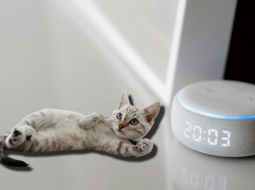 ¿Cómo encontrar a tu gato con ayuda de Alexa?