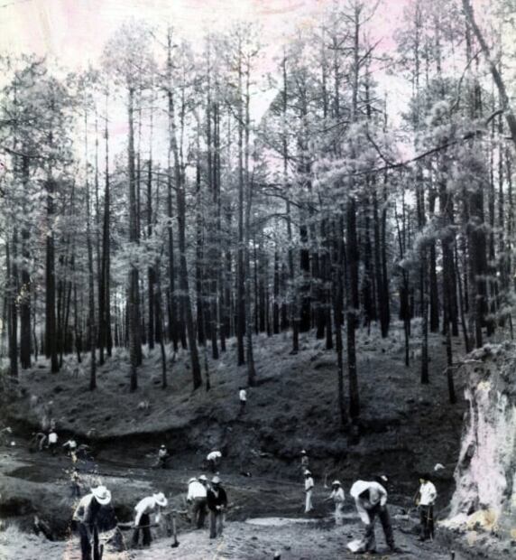 Tala ilegal, un viejo problema en México