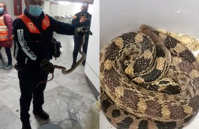 Aseguran una serpiente en estación Boulevard Puerto Aéreo de la L1 del Metro CDMX