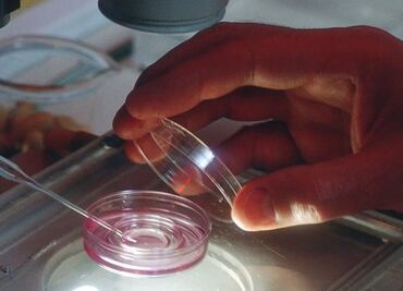 Nace el primer "bebé de tres padres" mediante fecundación in vitro