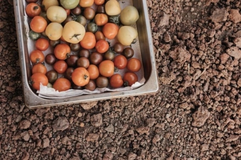 Arca Tierra, alimentos orgánicos y de temporada de la chinampa a tu mesa