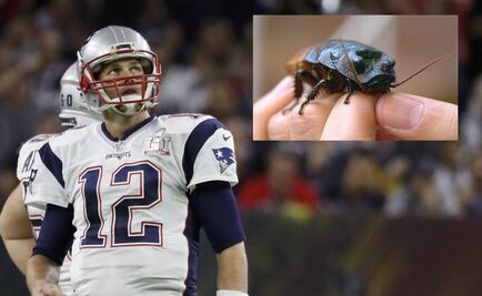 Zoológico de Atlanta pone el nombre de Tom Brady a cucaracha