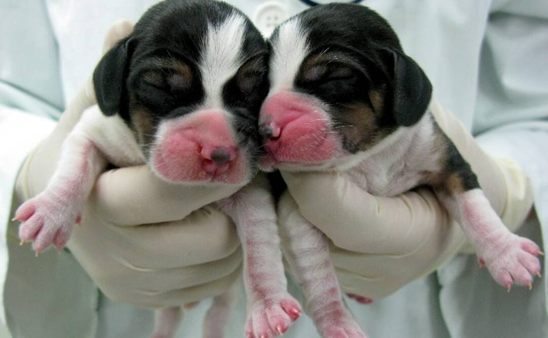 La planta se situará en la llamada Área Económica y de Desarrollo Tecnológico de Tianjin. Foto: Archivo