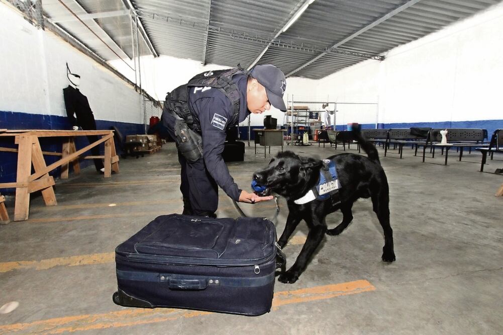 El oficial José Luis Olvera y Ónix son el binomio perfecto, ambos realizan movimientos exactos en busca de sustancias prohibidas (FOTOS: OMAR CONTRERAS. EL UNIVERSAL)
