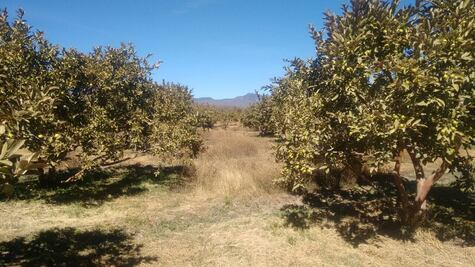 Heladas pegan a producción de guayaba en Aguascalientes