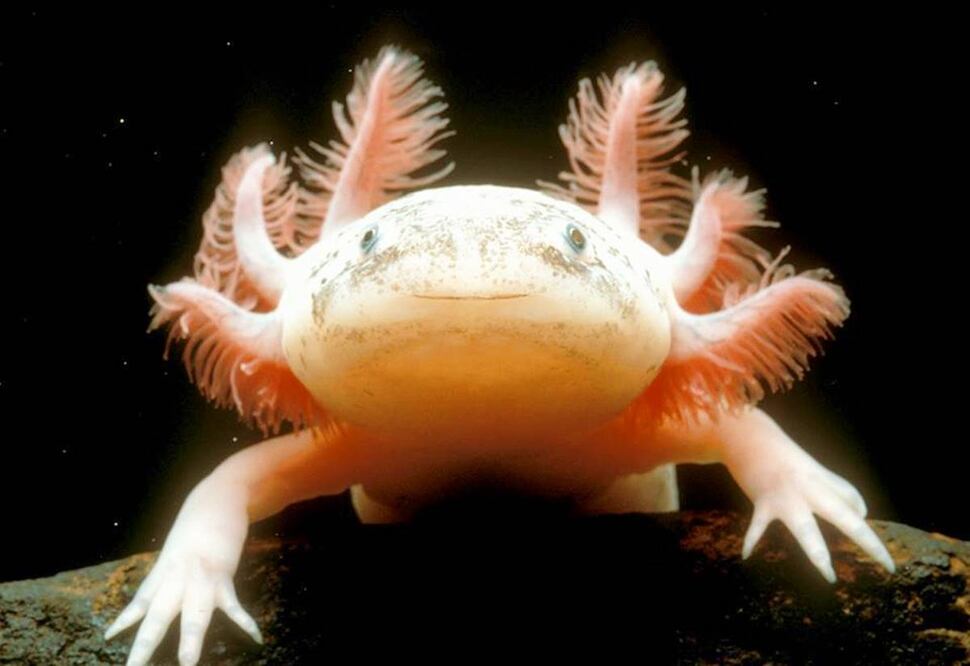 Desde 2018 se celebra su Día Nacional. Foto: Centro de Investigaciones Biológicas y Acuícolas de Cuemanco (CIBAC)