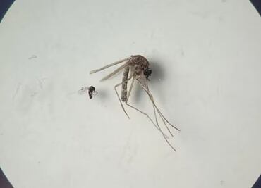 Esto es lo que sabemos sobre el virus del oropouche, también conocido como fiebre del perezoso