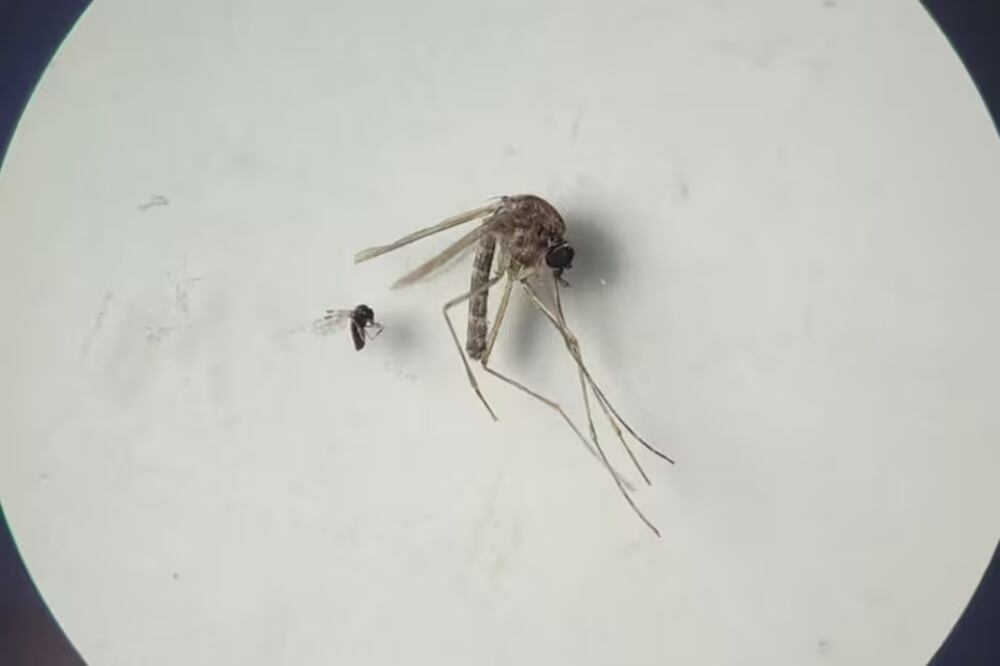 El oropouche es un virus originario de las zonas tropicales boscosas. Se detectó por primera vez en 1955 en un trabajador forestal de 24 años en la isla de Trinidad, y recibió el nombre de una aldea y unos humedales cercanos. Foto: Especial